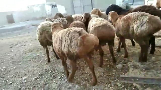 15 баш сындуу жана чоң козу кочкорлор. ээси 0707866590 0771980733 смотреть онлайн