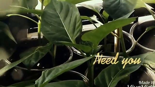 Моя рассада смотреть онлайн