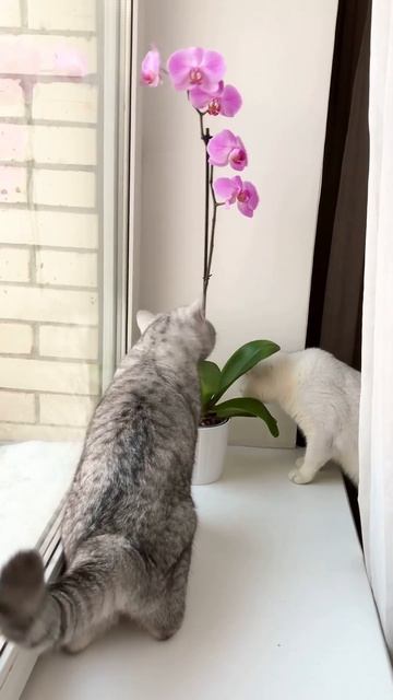 British cat 🐈 Emmanuel🍏with pink orchid 🌷Британский кот Эмманюэль с розовой орхидеей. смотреть онлайн