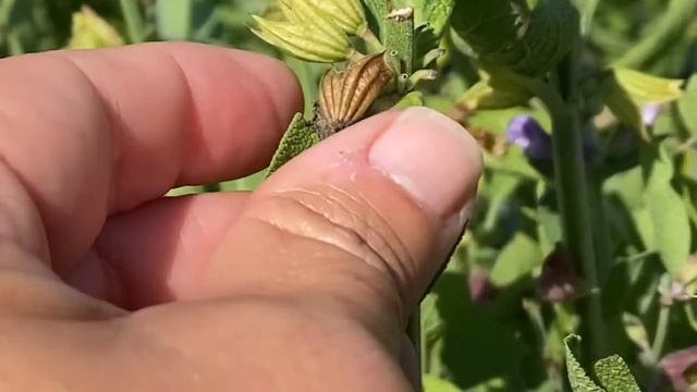 Collecting Culinary Sage Seed to Grow New Plants смотреть онлайн