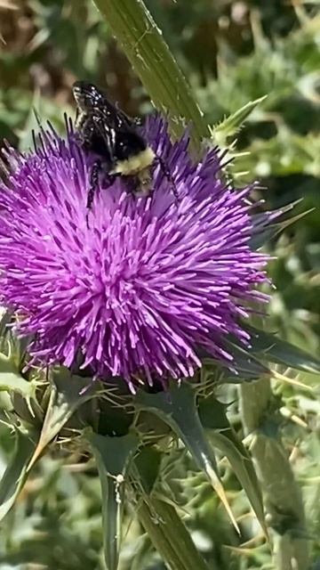 A yellow faced bumble bee nectaring on a beautiful thistle flower. смотреть онлайн