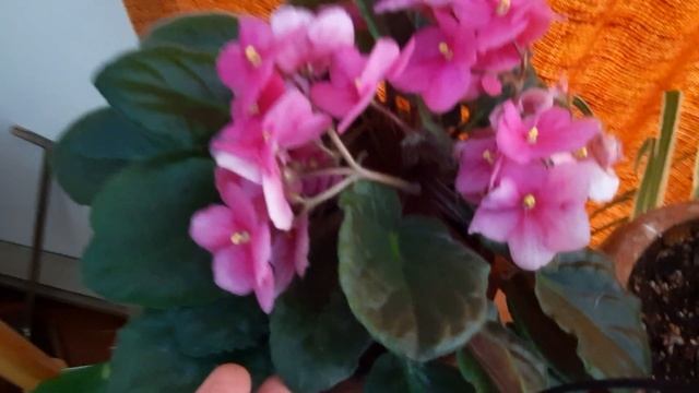 African Violet Care~Best Tips For Healthy Indoor Plants смотреть онлайн