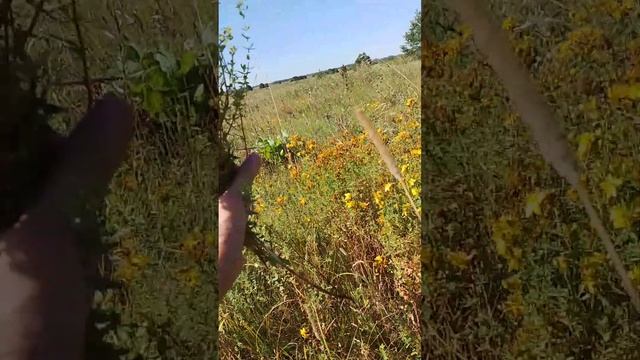 ЗВЕРОБОЙ ОТ 99 БОЛЕЗНЕЙ смотреть онлайн