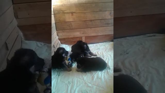 ЩЕНКИ ПОМЁТ " Н" ПИТОМНИК " ВЕОЛАР" ВОЗРАСТ 1 МЕС. смотреть онлайн