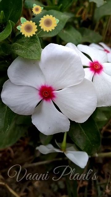 Good Morning Friends || Beautiful Morning Whatsapp Status || Vaani Plant's || #short смотреть онлайн