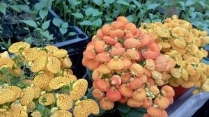 Кальцеолярия. Как я её вырастила? Важные моменты!