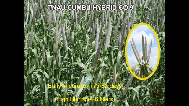 Pearl Millet Diversity смотреть онлайн