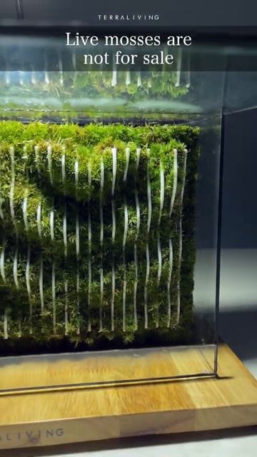 3D Printed Parametric Living Moss Wall Experiment by TerraLiving #shorts смотреть онлайн