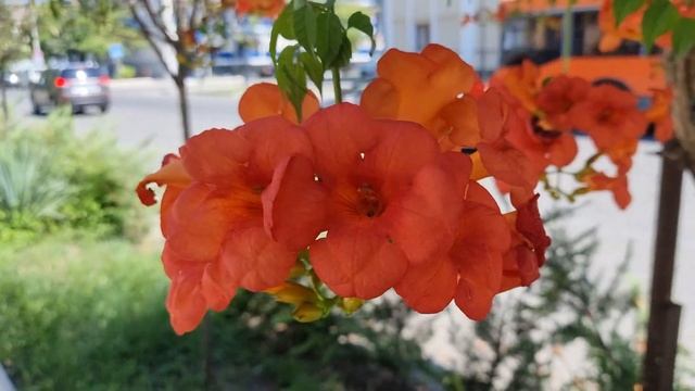 Кампсис смотреть онлайн