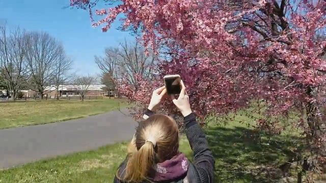 Сакура смотреть онлайн