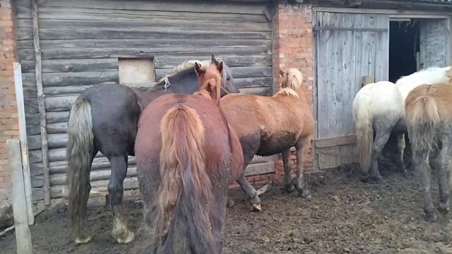 Жеребец выбрал кобылу для случки смотреть онлайн