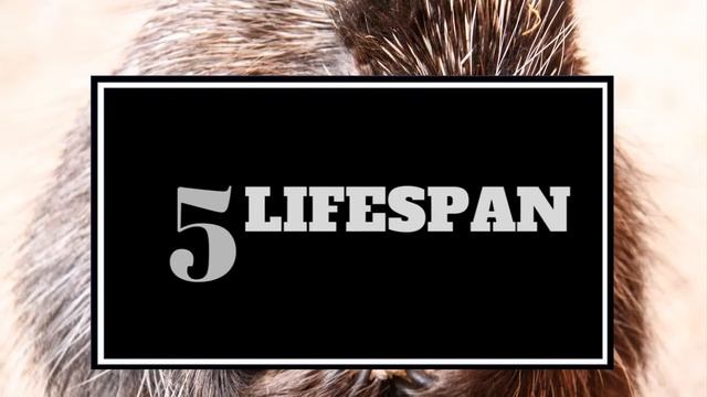 Hedgehogs vs. Porcupines: How to Distinguish Them??? смотреть онлайн