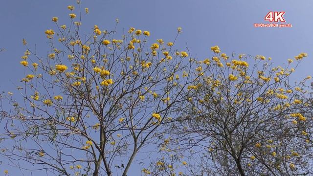 (4K) 2018風鈴木花盛開 Tabebuia Rosea-嘉義牛稠溪提防旁 4K Ultra HD смотреть онлайн