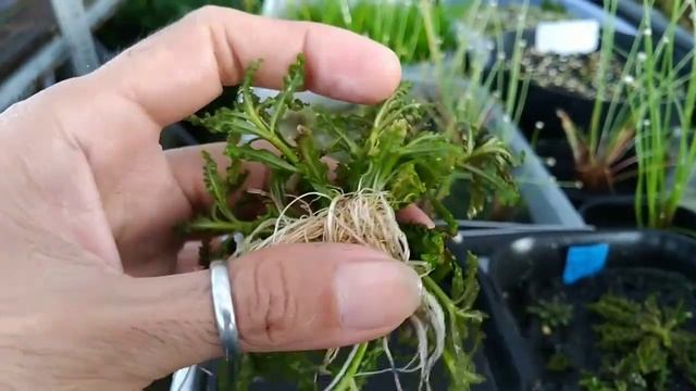 Pogostemon Helferi Red, atau Red Downoi, Kondisi Full Darat. смотреть онлайн