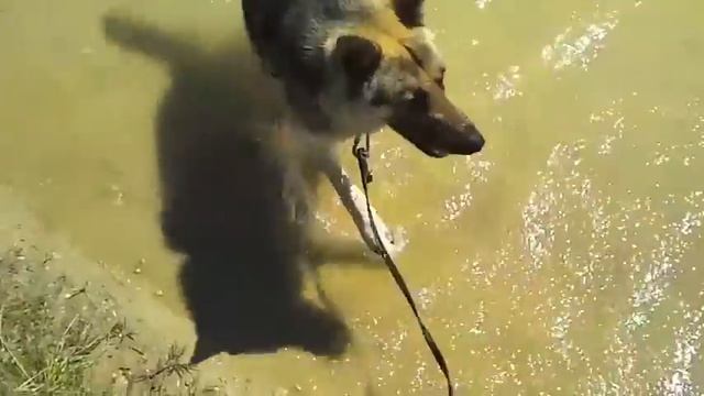 El legado deTobi смотреть онлайн