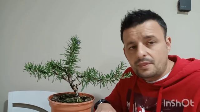 Eliminar PLAGA PULGÓN #plaga #eliminar #pulgon смотреть онлайн