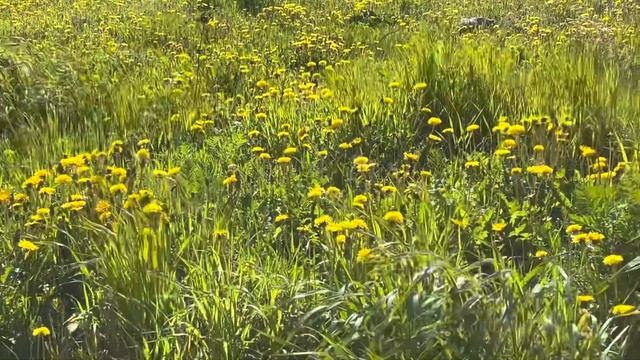 🌿🌸🏠🌿🌸 смотреть онлайн