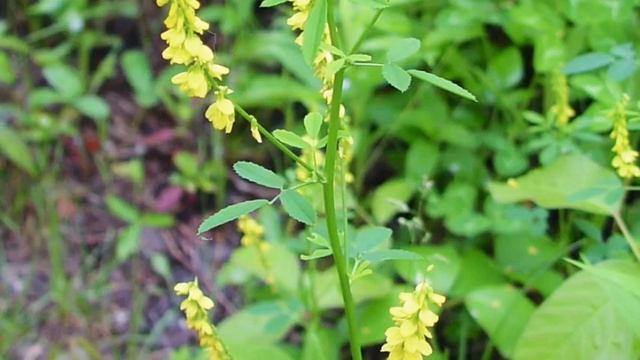 Melilotus Officinalis смотреть онлайн