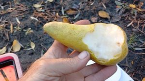 Груша КОНКОРД.