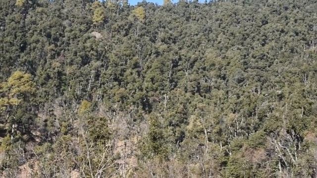 Lush Green Forest of Banj (Rhododendron) Oak Tree смотреть онлайн