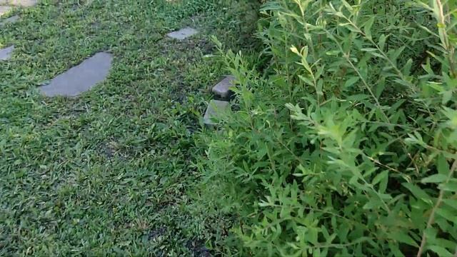 Ирисы в майском саду смотреть онлайн