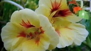 П.И.Чайковский Вальс цветов - Tchaikovsky Waltz of the Flowers