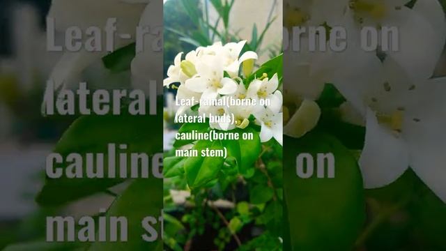 Murraya paniculata .FAMILY-RUTACEAE (LEMON FAMILY). смотреть онлайн