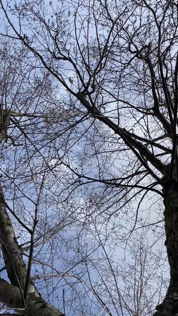 Cut leaved alder - canopy - March 2023 смотреть онлайн