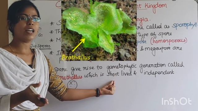 Pteridophytes, Classification and Economic Importance| Class 8 Term 1 Unit 17 Plant Kingdom смотреть онлайн