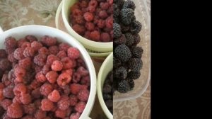 Ежемалина тайбери-красноплодная и кумберленд!.