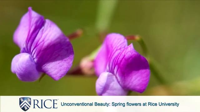 Spring flowers at Rice University смотреть онлайн