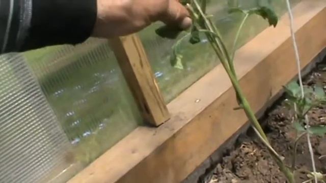 Пасынкование рассады смотреть онлайн