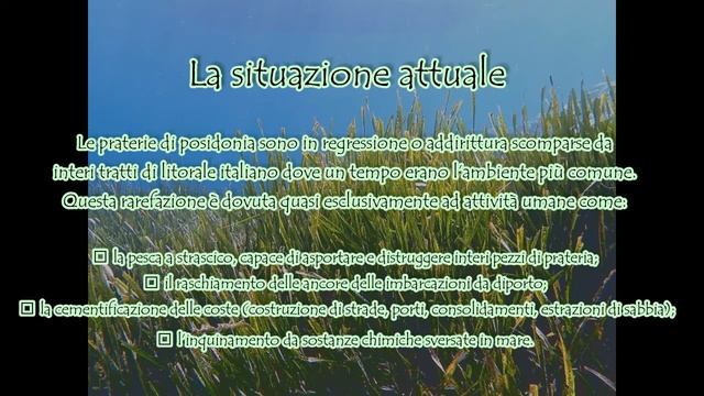 Posidonia