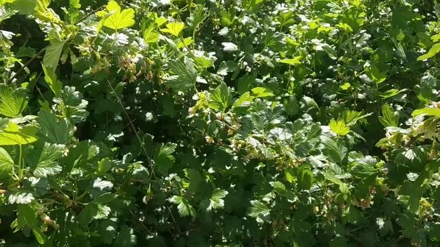 Мой огородик в мае. смотреть онлайн