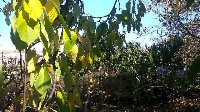 693. Мудрость . О чём нам говорить ? Дом , гости ,два мудреца за весь вечер не ... смотреть онлайн