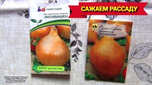 Посадка семян лука ЭКСИБИШЕН на рассаду, 2-мя способами.