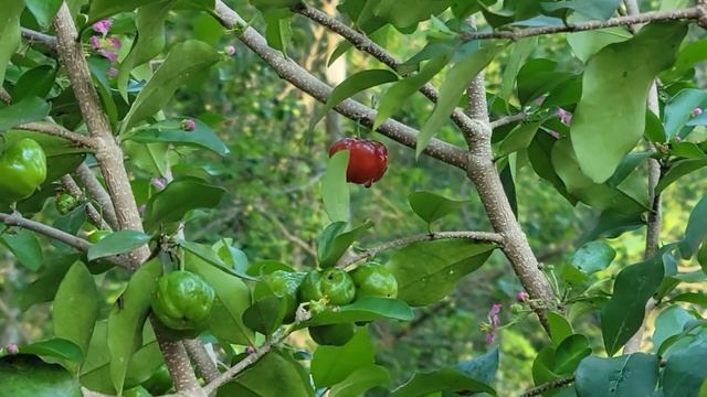 GROWING Dill, Cherry Tree and Raspberries смотреть онлайн