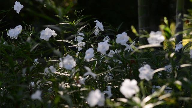 EP 41 # สวนดอกไม้ข้างบ้าน #ต้อยติ่งเทศสีขาว #ruellias, wild petunias смотреть онлайн