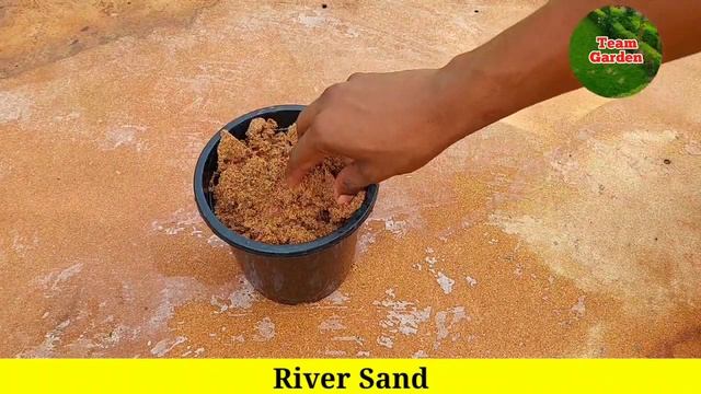 How To Grow Mango Tree From Mango Leaves 100% Successful смотреть онлайн