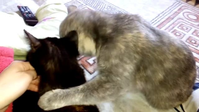 Кошечка Маша обнимает Пушинку котенка смотреть онлайн