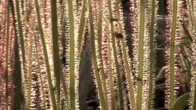 Beautiful Carnivorous Plants in Spring смотреть онлайн