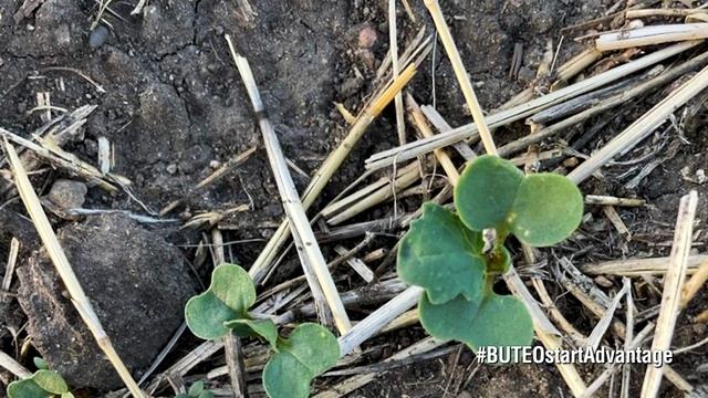 Seed Treatments: Protect That Start of the Season Feelin’ with BUTEO® start смотреть онлайн