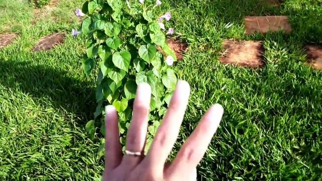 Ipomeia como plantar da maneira certa. смотреть онлайн