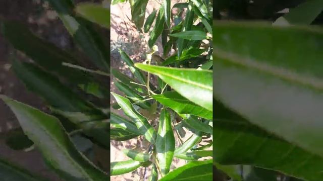 Thai kotimon mango (12 mashi aam)Gondia Maharashtra смотреть онлайн