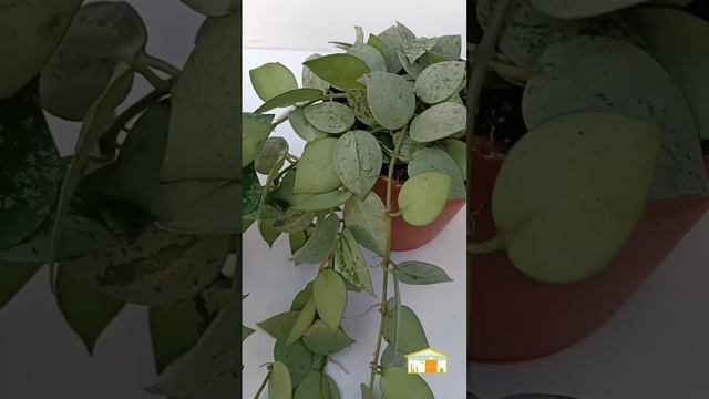 Hoya Krohniana Super Eskimo