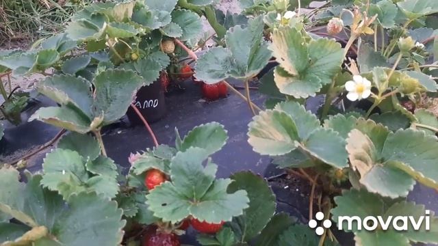 Клубника КРАППО 10 - сумасшедший ягодный конвеер смотреть онлайн