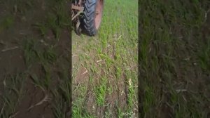 #3 поле] 17.04. подкормка ярового ячменя селитрой перед дождем.