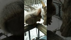 Рыжик любит брать орехи из рук( не Дуся)#2024#squirrel#animals#белка