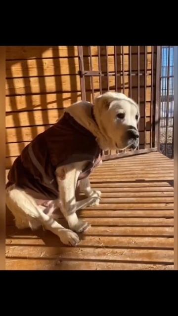 Сегодня от заворота ушла Урсула.. мы не успели ее спасти 💔 смотреть онлайн