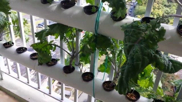 Kale Hydroponics - Part 2 смотреть онлайн